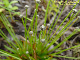 Image result for Eriocaulon