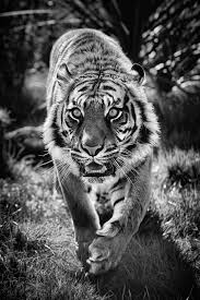 Epingle Par Enzopaolucci Sur Photos En 2020 Tigre Photographie
