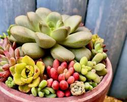 多肉植物の画像
