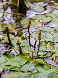 Image result for Potamogeton