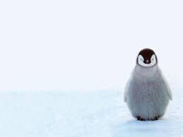 Penguins wallpapers we have about (19) wallpapers in (1/1) pages. Cute Penguin Wallpapers Wallpaper Cave