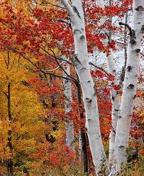 Birch Trees In Fall Birch Trees Postcards Greeting Cards Photographic Prints Available Birch Tree Art Tree Art White Birch Trees