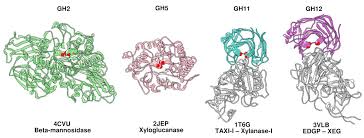 Enzymes (/ˈɛnzaɪmz/) are proteins that act as biological catalysts (biocatalysts). Ijms Free Full Text Lupinus Albus G Conglutin A Protein Structurally Related To Gh12 Xyloglucan Specific Endo Glucanase Inhibitor Proteins Xegips Shows Inhibitory Activity Against Gh2 B Mannosidase Html