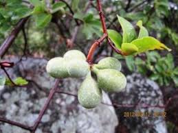 Image result for Pseudocalyx saccatus