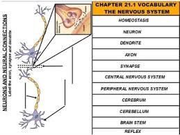 activinspire flip chart nervous system vocabulary list and