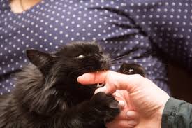 Why Does My Cat Bite Me 7 Reasons How To Prevent Biting Tuxedo Cat