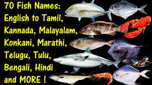 70 Fish Names English To Tamil Kannada Malayalam Marathi Telugu Konkani Bengali Tulu Hindi Youtube