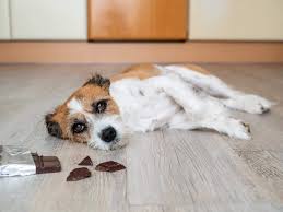 Jeanne fowler a licensed veterinarian, treating canines and felines. 23 Amazing Facts About Dogs You Probably Didn T Know