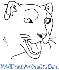 Wrapping up the big cat tutorial, monika zagrobelna will teach you how to draw a leopard, jaguar, and more. How To Draw A Snow Leopard Head