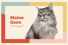 The fancy names for this type of genetics are dense and dilute calico. Maine Coon Cat Breed Information Characteristics Daily Paws