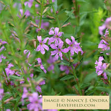 Image result for Lythrum