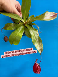 Image result for Lobelia petiolata