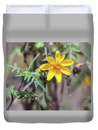 Image result for Bidens steppia