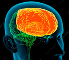 Image result for Frontal Lobe