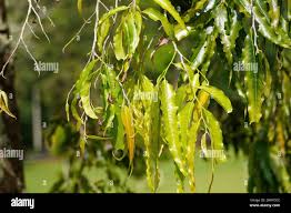 Image result for Monoon longifolium