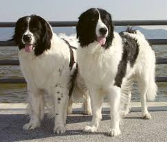 Black And White Hound Landseer Hunde Hunderassen Neufundlander