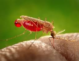 Simptomele de malarie au fost descrise amănunțit de către medicul englez thomas sydenham, în speciile parazitare de malarie la om au fost descrise ulterior de către djovanni grassi și raimondo. Highly Resistant Malaria Spreading Rapidly In Southeast Asia Cidrap