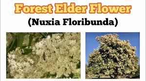 Image result for Nuxia floribunda