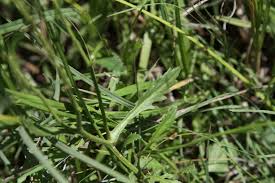 Image result for Rorippa nudiuscula