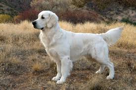 We cannot accept responsibility for any transaction between puppy buyer and the breeder arising from publication of the listing. Golden Retriever Wood River Goldens Dogs Golden Retriever Retriever Golden Retriever