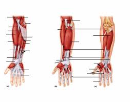 The brachioradialis muscle, which is fixed to the radius, to its distal end. Muscles Of The Forearm Movements Of The Wrist Hand And Fingers