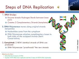 Dna is a type of nucleic acid made up of many subunits called nucleotides. Ppt Introduction A L Adn Genetique Structure Et Fonction Powerpoint Presentation Id 6244317