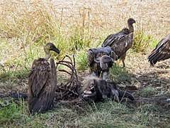 The act of taking things/food items, esp multiples. Scavenger Wikipedia