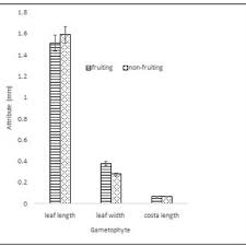 Image result for Acacia tenuispina