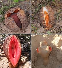 Image result for Pilostyles aethiopica