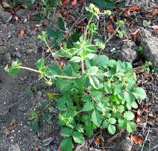 Image result for Alectra glandulosa