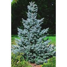 A blue variety is p.p. Landscape Basics 37 85l Baby Blue Spruce Tree The Home Depot Canada