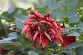 Image result for Erythrina lysistemon