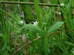 Image result for Stellaria