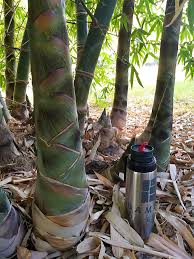 Image result for Bambusa balcooa