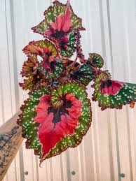 Image result for Begonia horticola