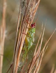 Image result for Erythrocephalum