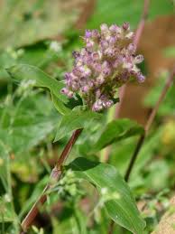 Image result for Floscopa leiothyrsa