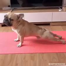 Griffinfrenchie Yoga Yogavideo Yogapractice Yogaeveryday Funnypuppyyoga Cute Baby Animals Cute Animals Cute Dogs