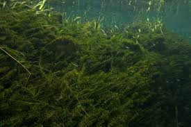 Image result for Hydrilla