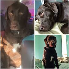 Lostdog 11 29 15 Houston Tx East Side Labradorretriever F Chocolate Iamaredraider13 Gmail Com 469 647 Losing A Dog Labrador Retriever Find Pets