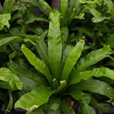 Image result for Asplenium aethiopicum