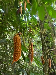 Image result for Mucuna glabrialata