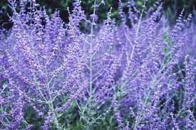 As we become more environmentally conscious, the desire to plan gardens around plants with low water requirements becomes more prevalent. 10 Award Winning Drought Tolerant Plants For Your Garden Rhs Gardening