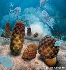 Image result for Entada phaneroneura