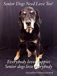 Pls Adopt A Senior Pet I Love Dogs Senior Dog Old Dogs