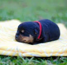 When he does eat, he eats thru out a period of time, not all in one sitting. Runt Your Pick Of The Litter Mississippi Rottweilers