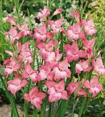 Sitting Dog Premium Tee Gladiolus Fall Bulbs Planting Flowers
