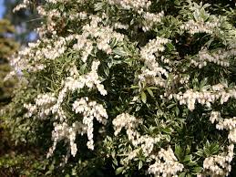 Je zocht op 'pieris japonica little heath'. Schattenglockchen Little Heath Pieris Japonica Little Heath Baumschule Horstmann