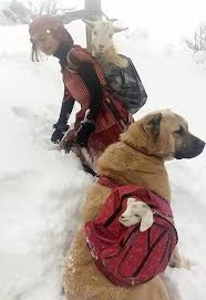 A Turkish Shepherd Girl Carries A Newborn Goat And Its Mother With Her Dog Pic Twitter Com Wdhzwexyoc Dog Friends Girl And Dog Kangal Dog
