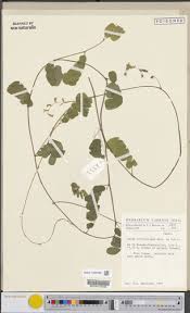 Image result for Angylocalyx boutiqueanus